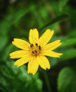 Close-up of yellow flower blooming outdoors