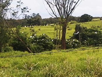 Scenic view of grassy field against sky