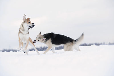 Two dogs on snow covered land