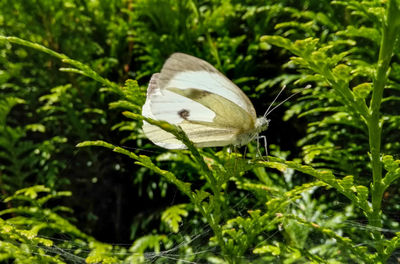 Close-up of butterfly on plant