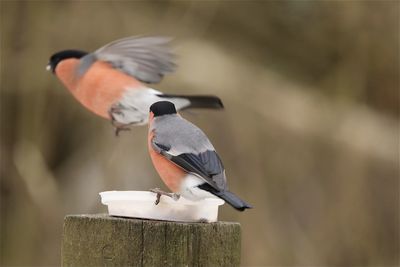 Close-up of a male bullfinch  perching on wooden post