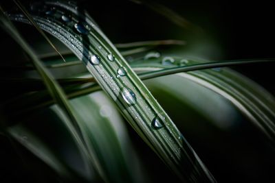 Close-up of water drops on plant