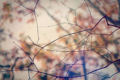 Low angle view of bare branches against sky