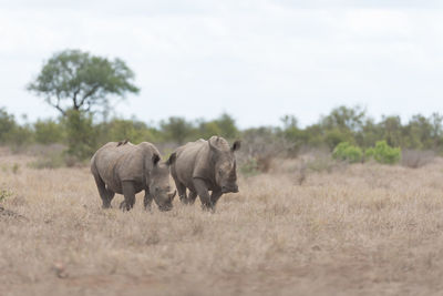 Elephant walking in a field