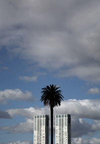 Low angle view of modern buildings and palm tree against sky