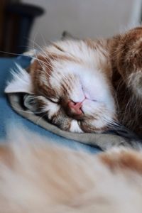 Orange kitten sleeping