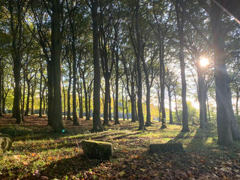 Sunlight streaming through trees in forest