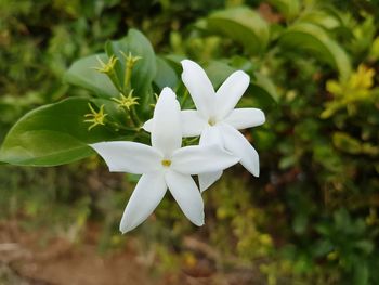 Close-up of white flowers