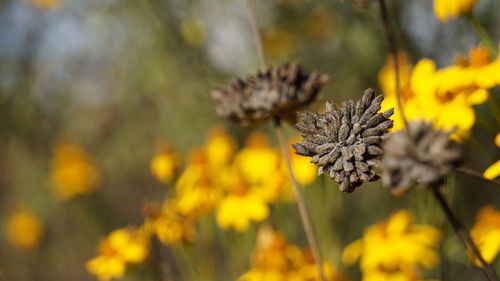 Close-up of yellow flowering plant