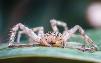 Close-up of spider