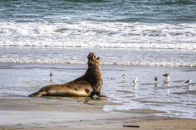 Side view of a bird on beach