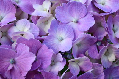 Close-up of pink flowering plants