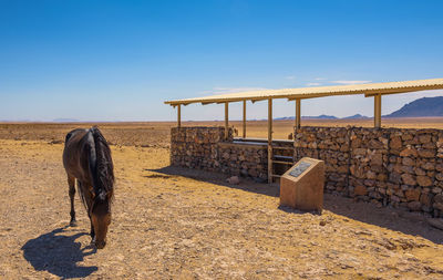 View of a horse on the ground