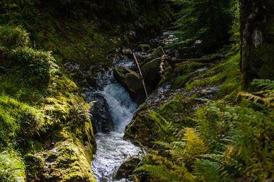 Scenic view of waterfall in forest