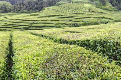 Scenic view of agricultural field