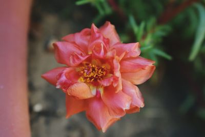 Close-up of pink flower blooming outdoors