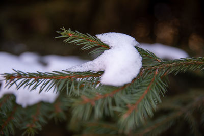 Close-up of christmas tree during winter