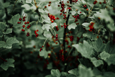 Close-up of red currants on plants