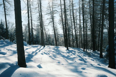 Snow covered trees in forest