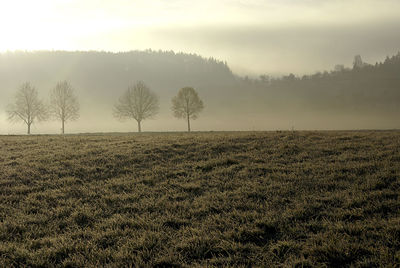 Scenic view of field against sky