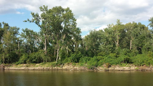 Trees by river against sky