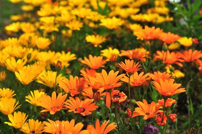 Close-up of orange flowering plants on field