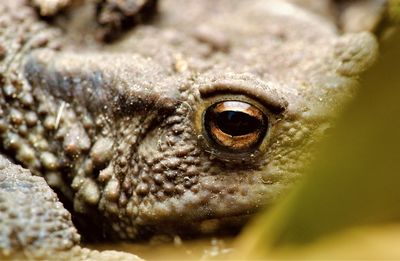 Close-up of lizard