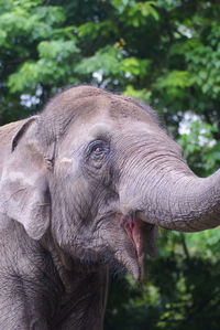 Close-up of elephant