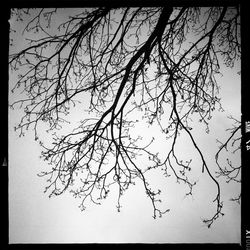 Bare trees against sky