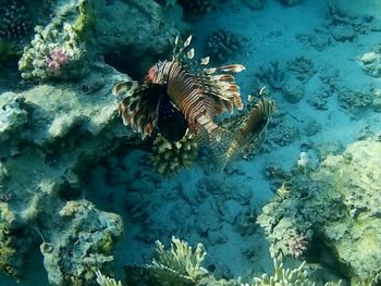 Fish swimming in sea