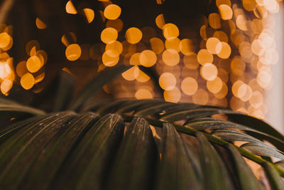 Close-up of palm leaves against illuminated christmas lights