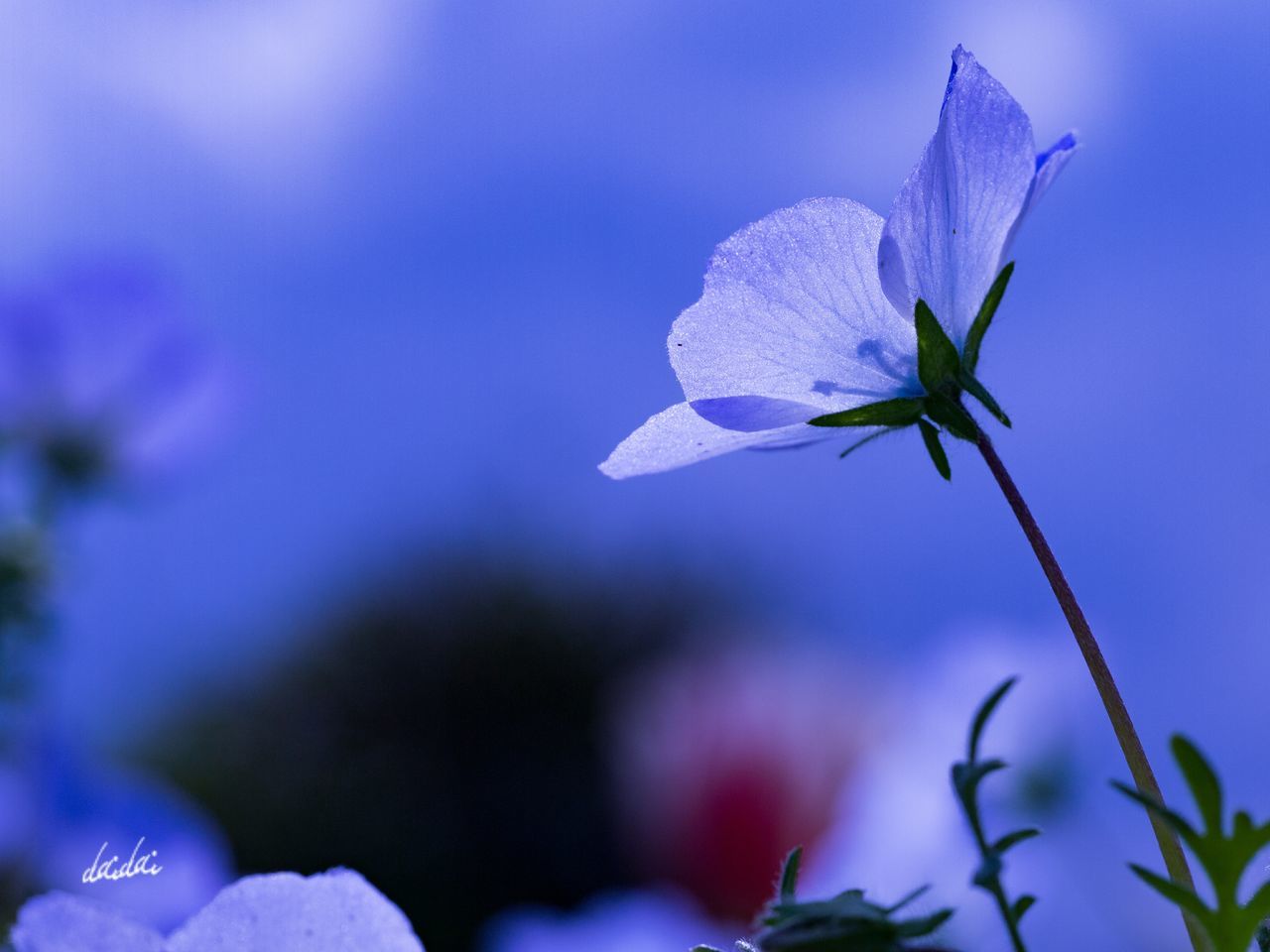 CLOSE-UP OF BLUE FLOWERS BLOOMING AGAINST SKY