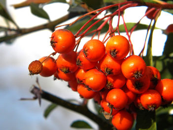 Close-up of cherries on tree