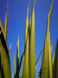 Low angle view of green leaves against clear blue sky