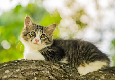 Close-up portrait of cat sitting on tree