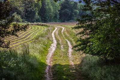 Dirt road along trees on field