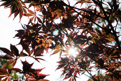 Low angle view of trees against clear sky