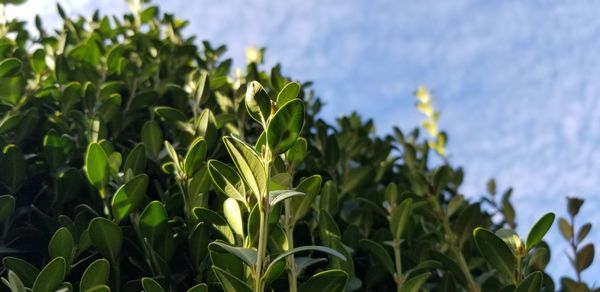 Close-up of crops growing on field against sky