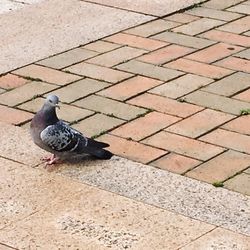 Pigeon perching on ground