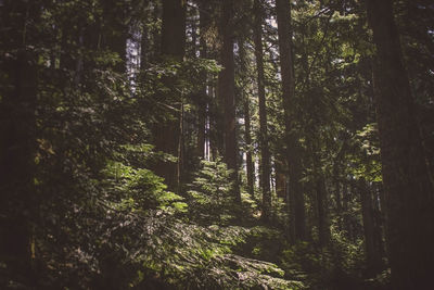 Trees at forest