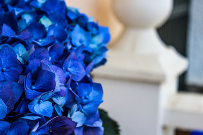 Close-up of blue hydrangeas growing outdoors
