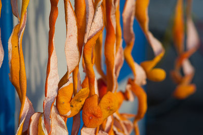 Close-up of orange fruit hanging outdoors