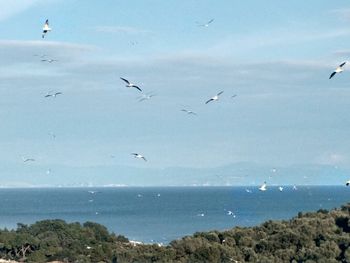 Birds flying over sea against sky