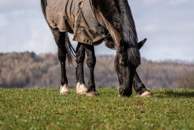 Front view of horses on field