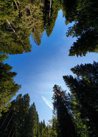 Low angle view of trees against sky