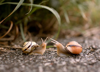 Close-up of snail