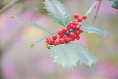 Close-up of berries growing on tree