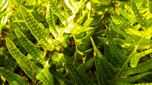 Full frame shot of fresh green leaf