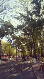 Road along trees