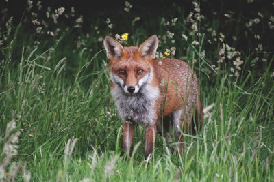 Wild fox in field
